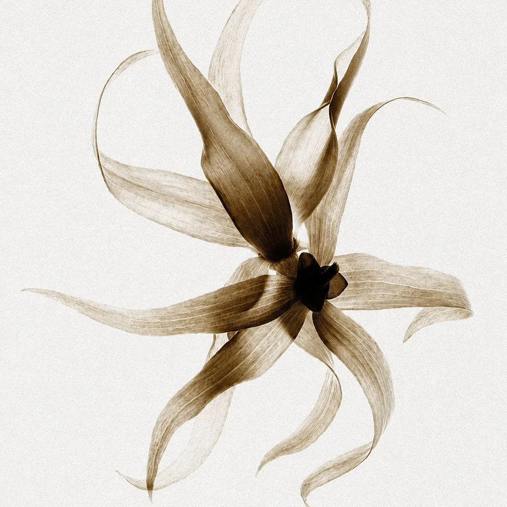 Douce Ambre — vanille, ylang-ylang