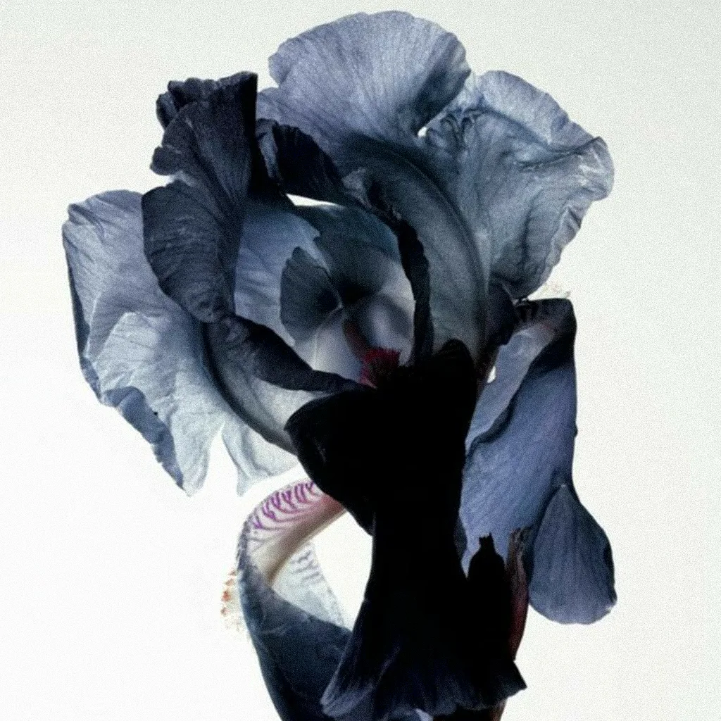 Douce Nuit — vanille, iris